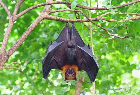 家裡蝙蝠|蝙蝠資訊站 Bats information about Taiwan